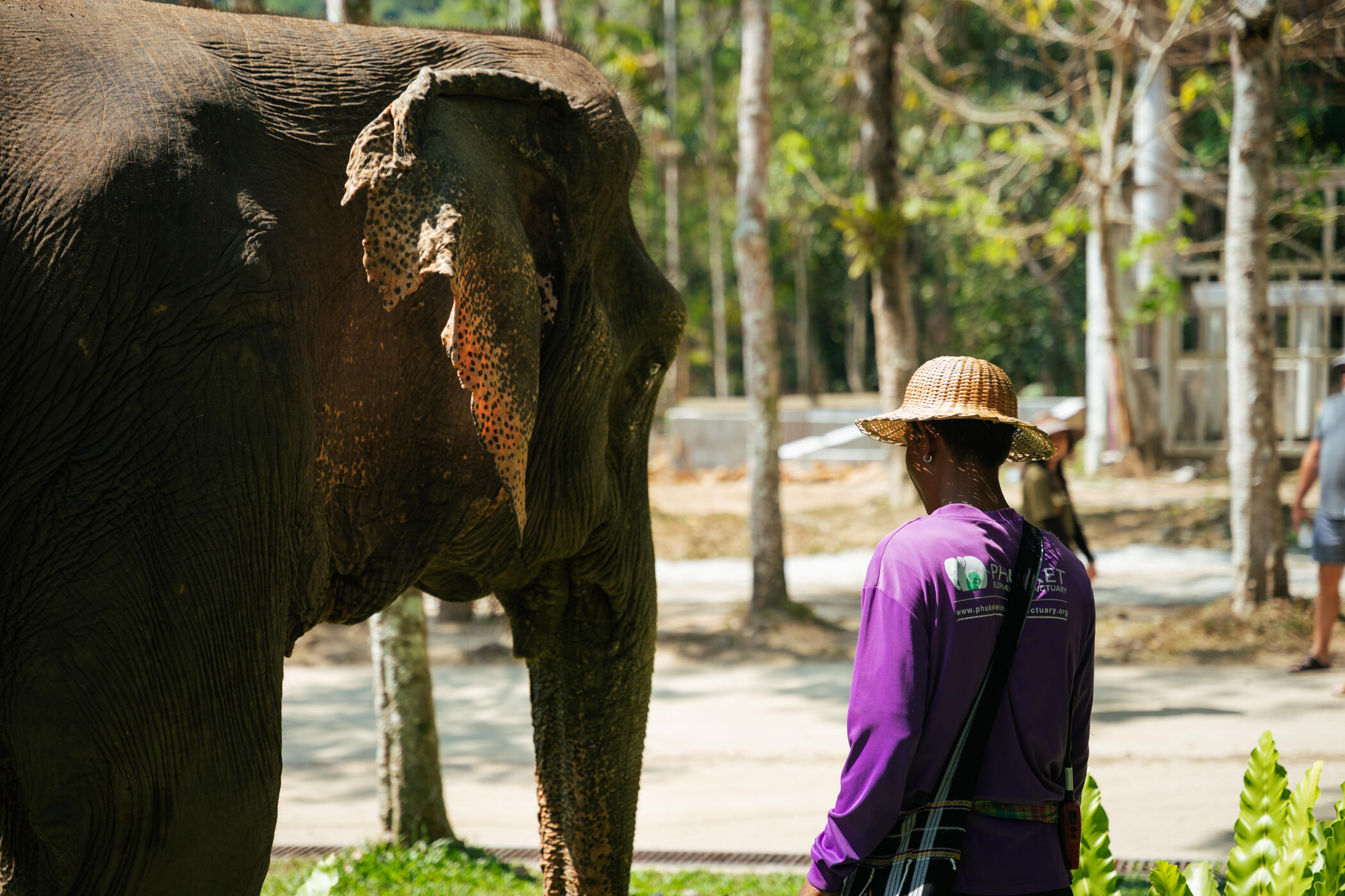 Thai elephant sanctuary scene